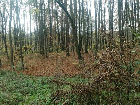 участок по адресу Замарстыновская ул. (Калинина)