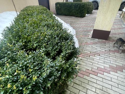 будинок за адресою Івана Виговського вул. (Маршала Гречка)