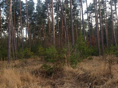 участок по адресу Центральна