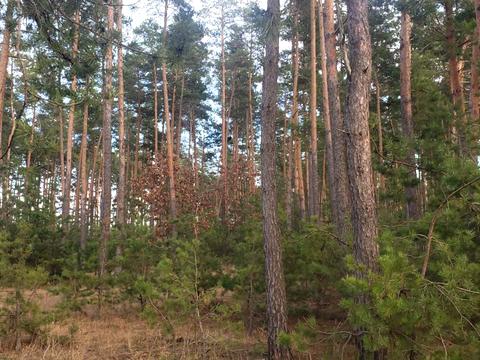 участок по адресу Центральна