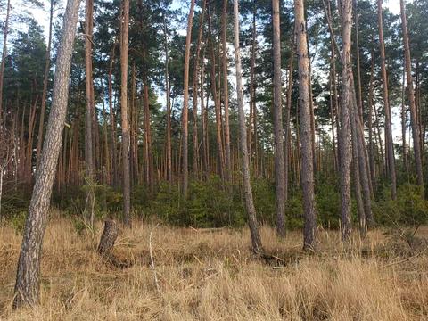 участок по адресу Центральна