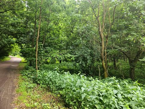 ділянка за адресою 