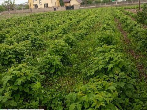 ділянка за адресою Сосюри, 24