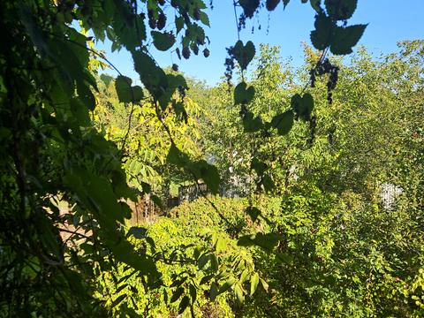 ділянка за адресою СТ Жолудь