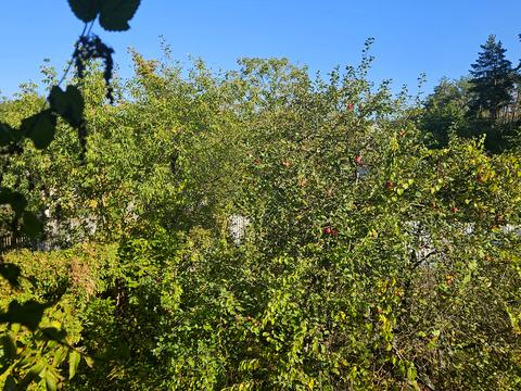 ділянка за адресою СТ Жолудь