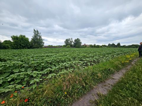 ділянка за адресою 