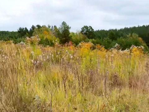 участок по адресу с. Новые петровцы, 