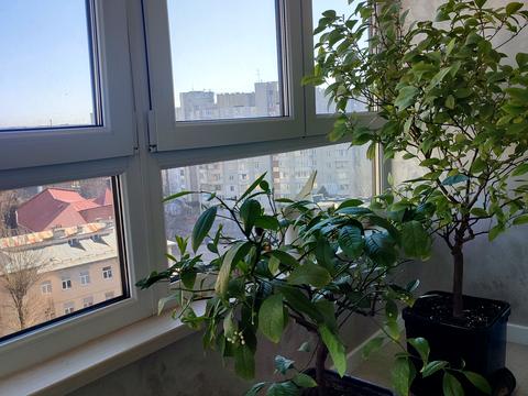 квартира за адресою Червоної Калини просп., 35в