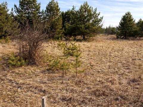 ділянка за адресою с. Ясногородка, Західна вул.