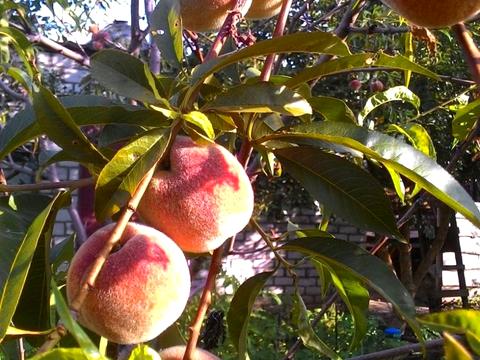 будинок за адресою 1-ша Піщана вул., 27
