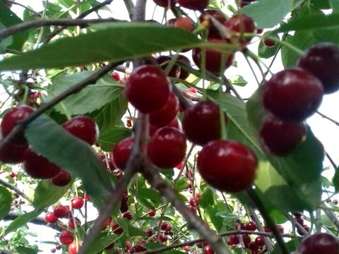 будинок за адресою 1-ша Піщана вул., 27