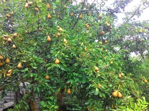 будинок за адресою 1-ша Піщана вул., 27