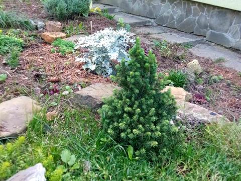 дом по адресу Дачна