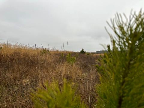 участок по адресу с. Лесное, 