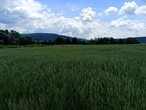 участок по адресу с. Коцуров, 