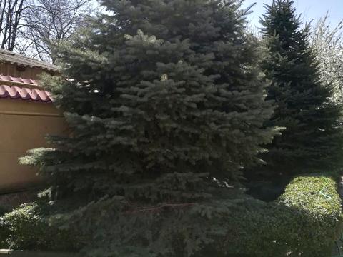 дом по адресу Ялинкова ул.