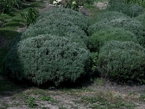 будинок за адресою Житомир, Північний пров., 13