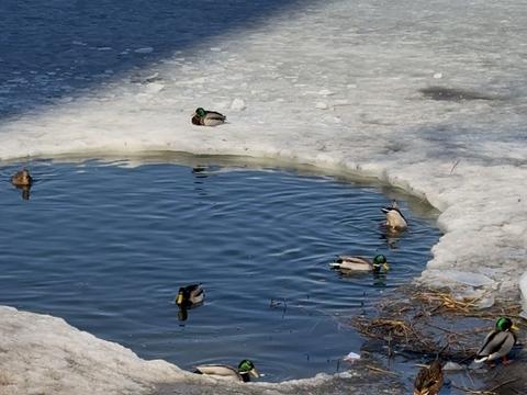 квартира за адресою Драгоманова вул., 3-Б