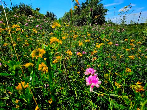 участок по адресу с. Лисиничи, 