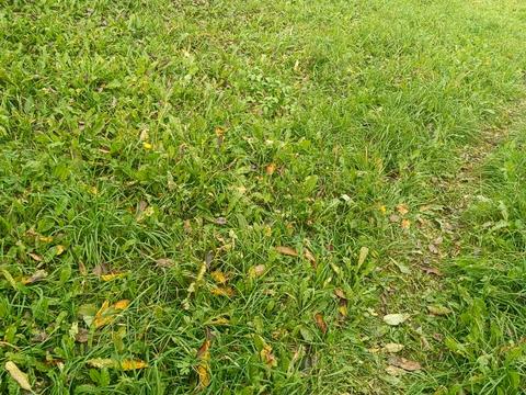 дом по адресу Шевченка