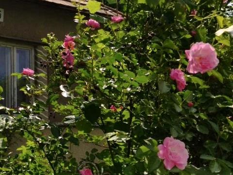 дом по адресу Перемоги