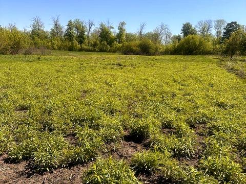 участок по адресу 