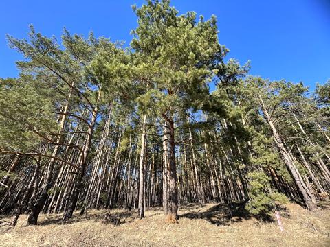 ділянка за адресою Дніпровська