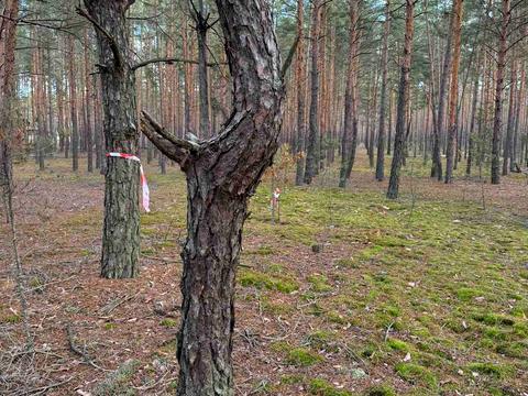 ділянка за адресою 