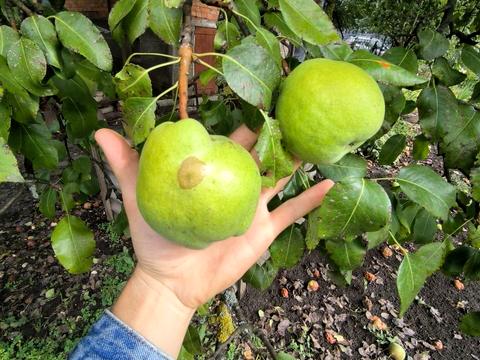 будинок за адресою Миколи Тарнавського вул. (Мічуріна), 15