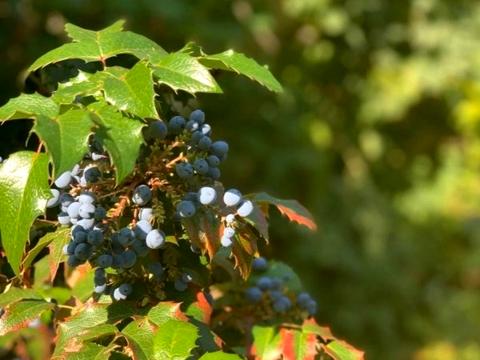 дом по адресу Мускатная ул. (Зои Космодемьянской), 1