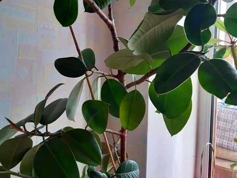 квартира за адресою Коперника вул., 18