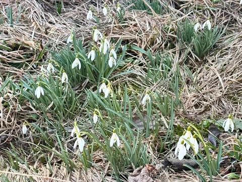 ділянка за адресою Шевченко, 36