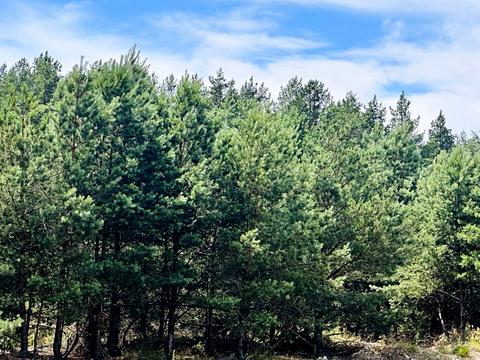 ділянка за адресою 