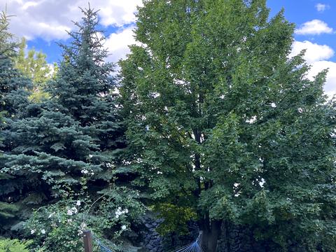 ділянка за адресою Буча, Лесі Українки вул.