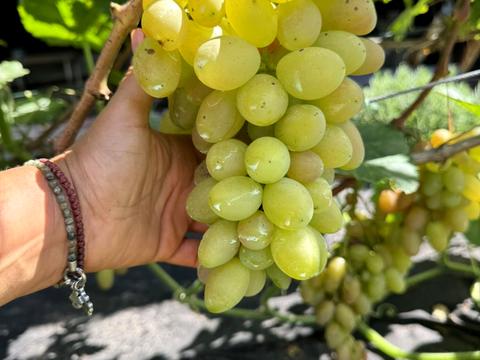 дом по адресу Лісник, 18