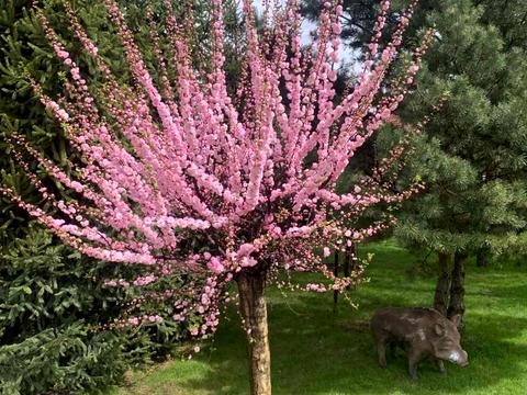дом по адресу Лісник, 18