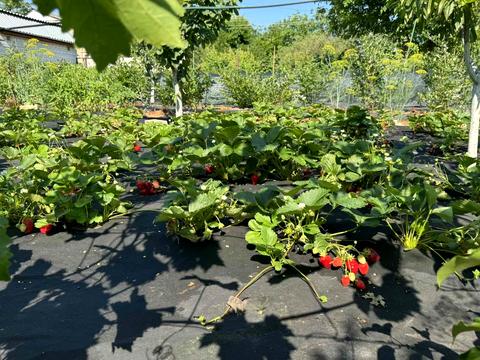 дом по адресу Лісник, 18