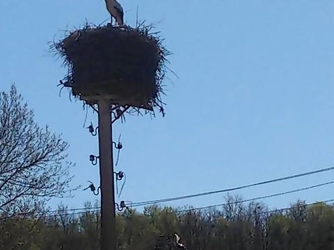 дом по адресу Лісник, 18