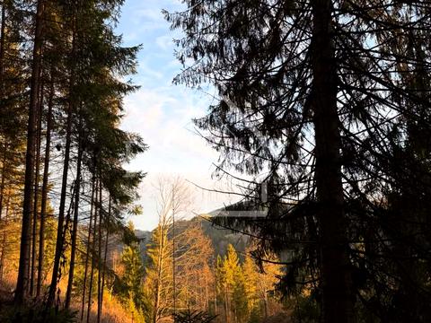 ділянка за адресою с. Верхній Ясенів, Довга