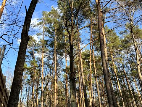 ділянка за адресою с. Довжик, Богунська, 16-А