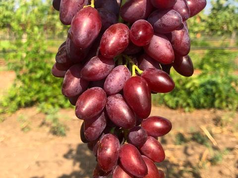 коммерческая по адресу За межами н.п., 1