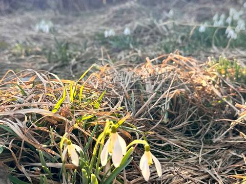 ділянка за адресою Шевченка