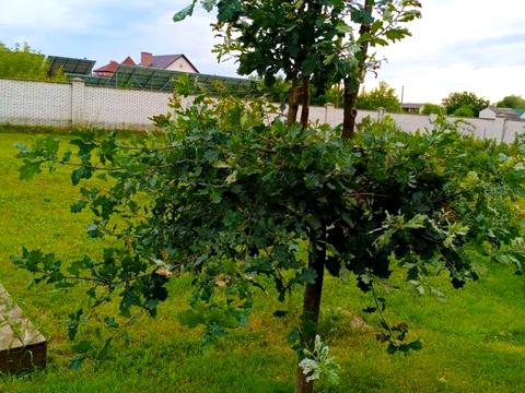 дом по адресу деснянська