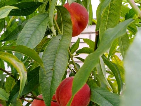 дом по адресу деснянська