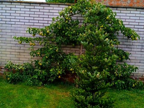 дом по адресу деснянська