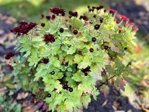 будинок за адресою европейська