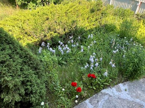 будинок за адресою с. Літочки, каштанова