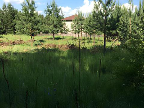 участок по адресу провулок Лісовий, 1