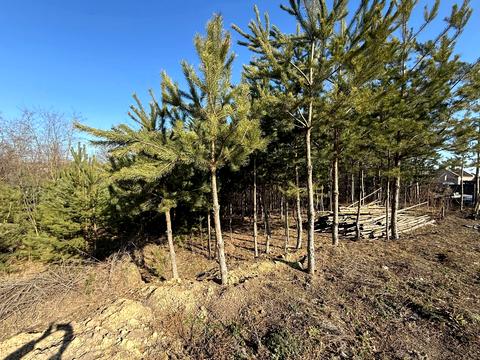 ділянка за адресою Курбаса вул., 41