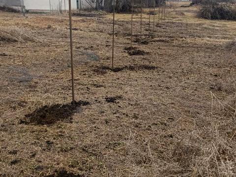 ділянка за адресою Шевченка, 14